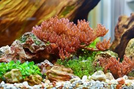 A Guide to Aquascaping for Various Fish and Aquatic Creatures
