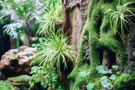 Aquascaping Elegance: Using Epiphytic Plants on Hardscape