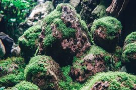 Aquascaping Live Rock: Best Practices