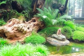 Aquascaping Techniques for Different Themes