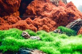 Aquascaping on a Budget: Tips and Tricks