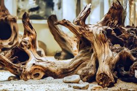 Aquascaping with Driftwood, Rocks, and Other Materials
