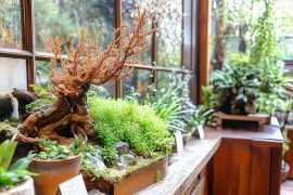 Basics of Setting Up a Pico Aquascape