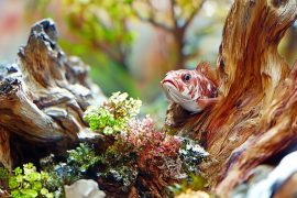 Beneath the Surface: Navigating the Ebb and Flow of Aquascaping Challenges