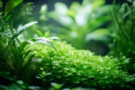 By the Numbers: How Data Tracking Improved My Aquascaping Results by 60%
