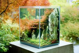 Crafting Perfection: My Journey with a 6-Gallon Cube Aquascape
