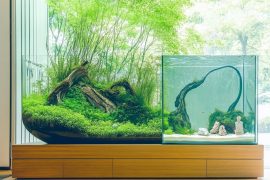 Crafting a Mesmerizing 20-Gallon Long Aquascape: A Step-by-Step Journey into Balance and Beauty