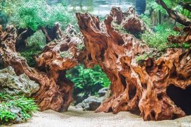 Crafting a Nano Tank Aquascape (20cm): Mastering Small-Scale Perfection