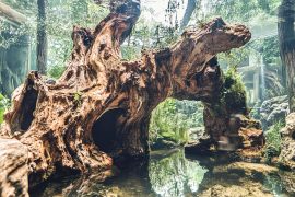 Crafting an Underwater Tree: The Aquascape Method