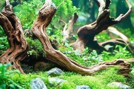 Crafting the Perfect 5-Gallon Aquascape: Design Ideas, Tips, and My Experience