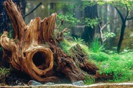 Cultivating Underwater Elegance: The Art and Science of Aquascape Maintenance
