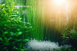 Finding Your Perfect Aquarium Filtration System: A Comprehensive Guide