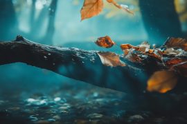 How I Adapt My Aquascapes Through Changing Seasons: A Personal Guide