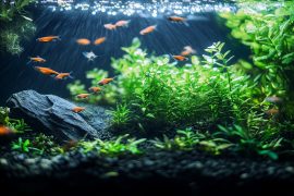 How I Built a $1000/Month Income from My Aquascaping Passion