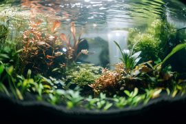 How I Design My Tanks for Perfect 360° Viewing: My Multi-Angle Approach