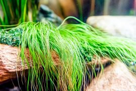 How to Aquascape a Planted Aquarium