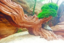 How to Make a Moss Tree Aquascape