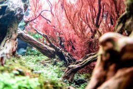 Keeping an Aquascape Pristine