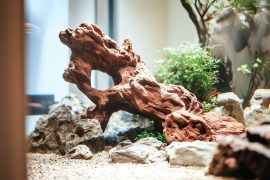Laying the Groundwork: The Essential Guide to Substrate Selection and Layering in Aquascaping