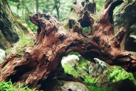 Lifespan and Maintenance of an Aquascape