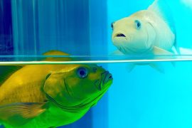 Master Guide to Aquarium Fish Nutrition: Optimal Diets and Feeding Schedules