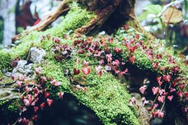 Mastering Aquarium Algae Control: Essential Tips for a Healthy and Clean Fish Tank