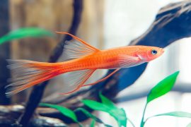 Mastering Aquarium Fish Compatibility: Your Guide to a Peaceful Tank Community