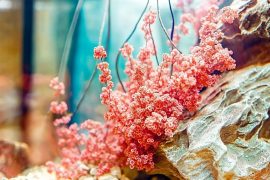 Mastering Aquarium Water Chemistry: A Complete Guide to pH, Ammonia, and Nitrate Management