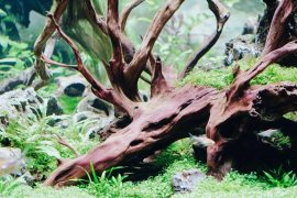 Mastering Nano Tanks: Effective Tips for Exquisite Small-Scale Aquascaping