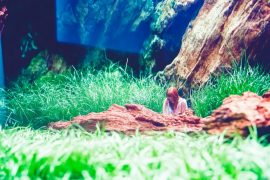 Mastering the Art of Aquascaping a 20x20x20 Aquarium: A Journey Through Design, Execution, and Balance