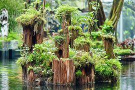 Mastering the Art of Creating Depth in Aquascaping