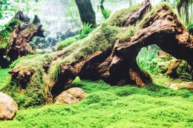 Mastering the Art of a 5-Gallon Aquascape: Expert Tips and Personal Insights