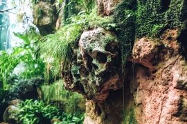 Mastering the Art of a 5-Gallon Planted Aquascape: A Deep Dive into Small-Scale Magic