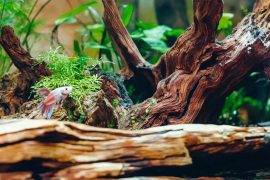 Mastering the Art of the 5-Gallon Betta Tank Aquascape: Creating a Perfect Micro-Habitat for Your Betta