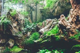 Mastering the Art of the 5 Gallon Fish Tank Aquascape: Balancing Beauty and Practicality