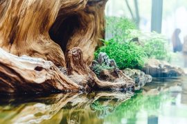 Mastering the Art of the 6-Gallon Aquascape: Small Scale, Big Impact