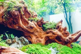 Mastering the Art of the Aquascape: Designing a Stunning 20-Gallon Aquascape