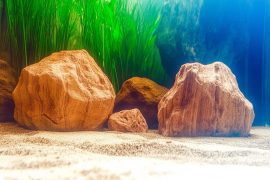 Mastering the Art of the Fluval Spec 5 Gallon Aquascape: A Journey in Small-Space Aquascaping