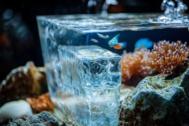 My 20-Gallon Cube Transformation: Secret Techniques for Stunning Aquascapes