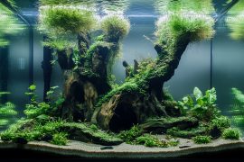 My 50cm Tank Transformation: Creating a Competition-Quality Aquascape in a Mid-Sized Tank