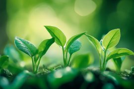 My CO2 Injection Method: How It Doubled Plant Growth in My Aquascapes