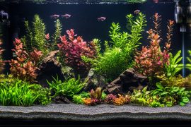 My Experience with Live Plants: 8 Ways They Revolutionized My Aquariums