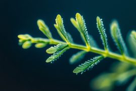 My Foolproof CO2 System: How I Achieved Perfect Plant Growth in My Aquariums