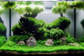 My Guide to 12 Aquascaping Mosses: How I Use Them to Create Stunning Effects