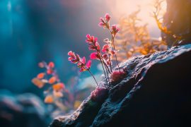 My Lighting Journey: How I Found the Perfect Spectrum for Award-Winning Aquascapes