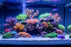 My Low-Maintenance Cleaning System: How I Keep Crystal Clear Aquascapes