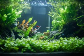 My Weekly & Monthly Tank Maintenance Routine: The System That Keeps My Aquascapes Thriving