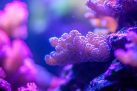 Perfect Temperature Balance: How I Maintain Optimal Health in My Aquascaped Tanks