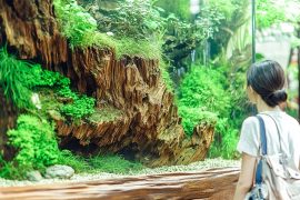 Principles of Aquascaping Design: Mastering the Art of Aquarium Layouts