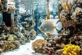 Revolutionizing Fish Keeping: Cutting-Edge Aquarium Tech – Smart Filters, Lights, & Monitors